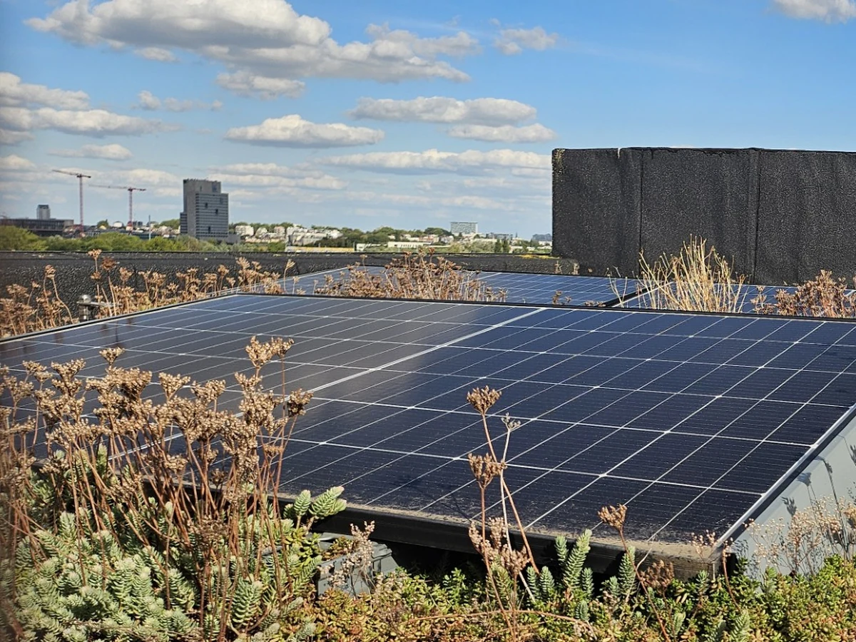 Zonnepanelen op groendak - EvoPlus Energie